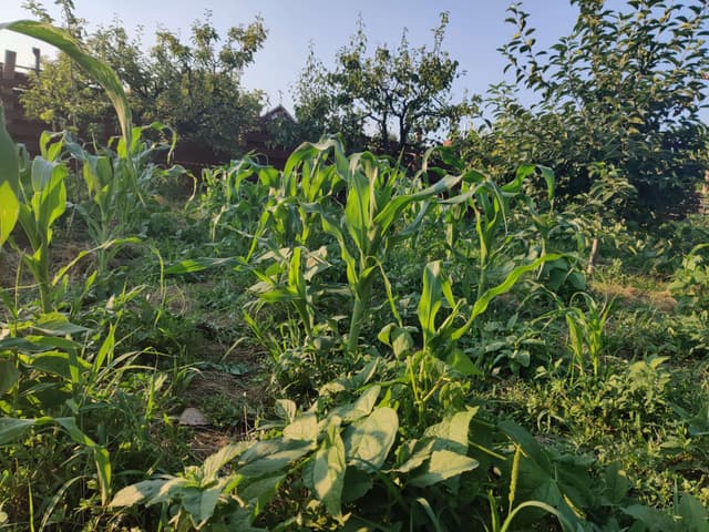 image of our farm